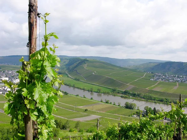 Trauben Wachsen Auf Dem Weinberg — Stockfoto