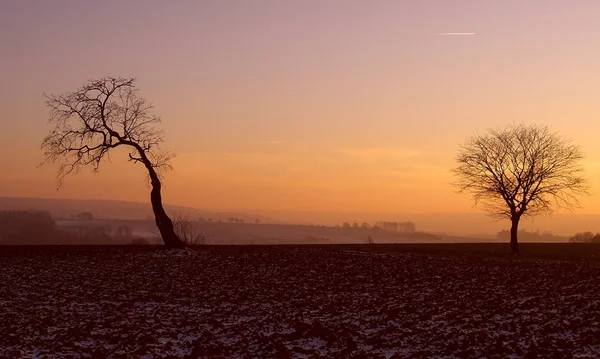 Zonsondergang Met Twee Bomen — Stockfoto