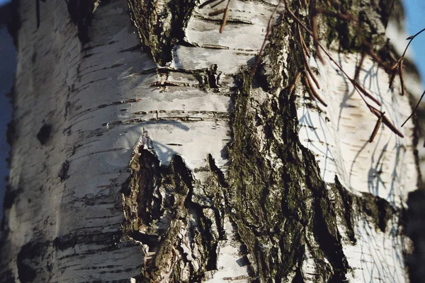Текстура Стовбура Дерева Поверхня Кори — стокове фото