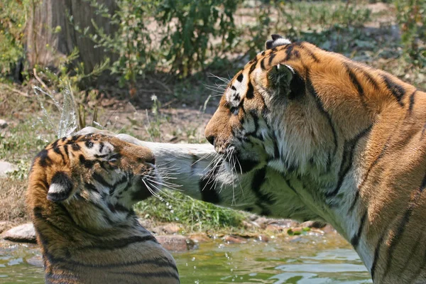 Predador Felino Tigre Selvagem — Fotografia de Stock