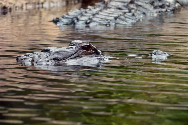 Inspelningen Ägde Rum Palmitos Park Tenerife — Stockfoto