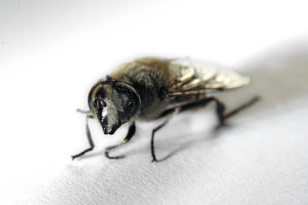 野生の自然界での虫の接近 — ストック写真