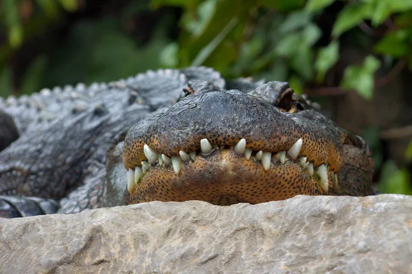 Alligator Krokodiler Vilda Djur Farliga Reptil Rovdjur — Stockfoto