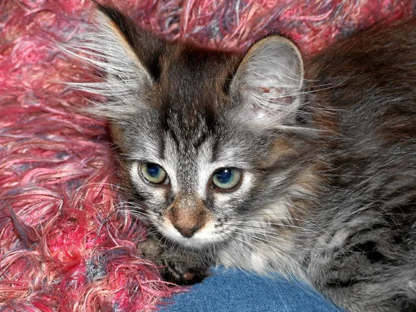 Pequeño Noruego Waldkatzenmadchen Semanas Edad —  Fotos de Stock