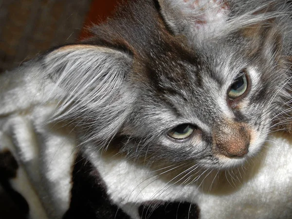 Noors Bos Kat Weken Oud Klein Meisje — Stockfoto