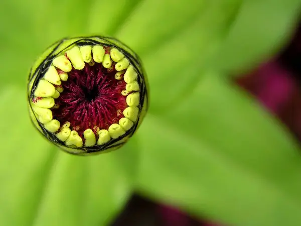 Belles Fleurs Fleurs Fond Nature — Photo