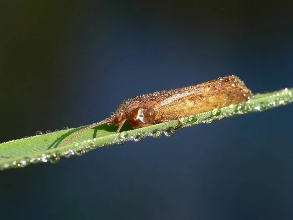 Close Van Een Insect Wilde Natuur — Stockfoto