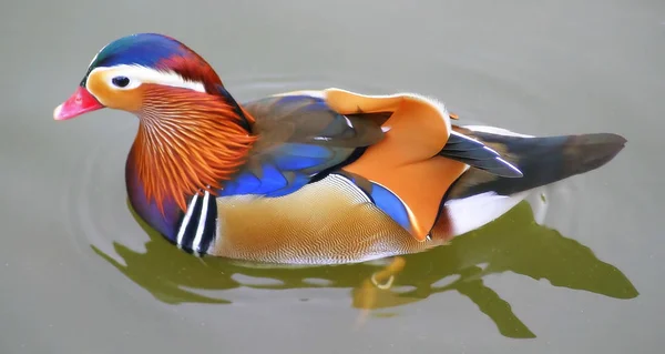 鳥を見るショット 野生の自然でアヒル — ストック写真