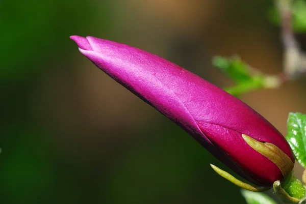 Άνθη Μανόλιας Ανθίζουν Πέταλα Ανοιξιάτικης Χλωρίδας — Φωτογραφία Αρχείου