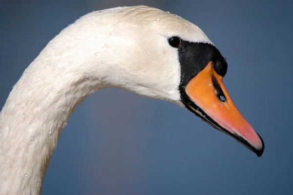 Schilderachtig Uitzicht Prachtige Vogel Natuur — Stockfoto