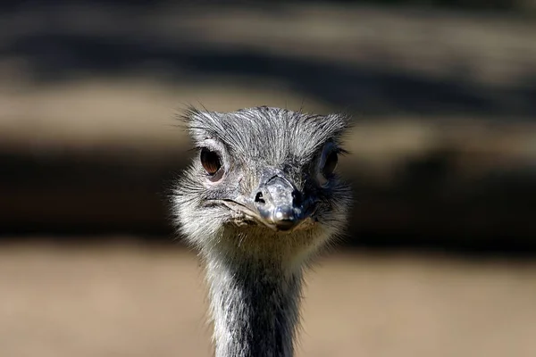 ダチョウの鳥野生生物 — ストック写真