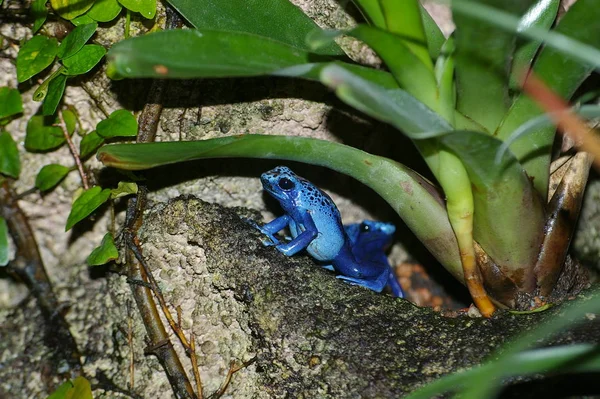 Μπλε Δηλητηριώδες Βέλος Βάτραχος — Φωτογραφία Αρχείου