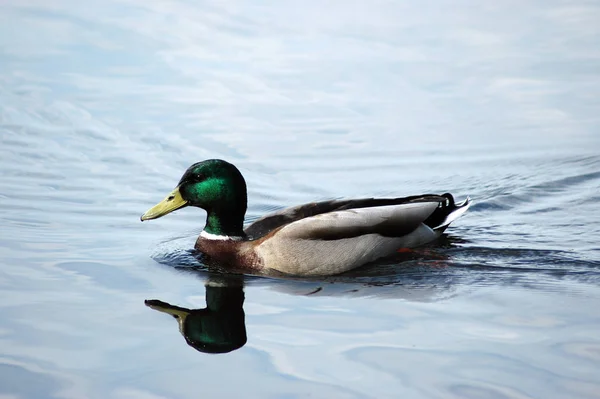 Schilderachtig Uitzicht Prachtige Vogel Natuur — Stockfoto