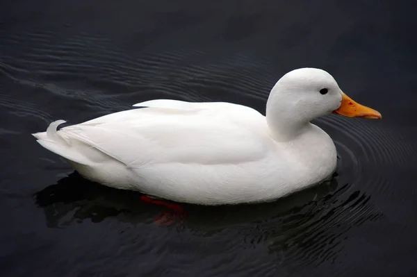 Grenaille Observation Canard Dans Nature Sauvage — Photo