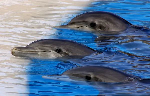 Dolphin Aquatic Fish Marine Animal — Stock Photo, Image