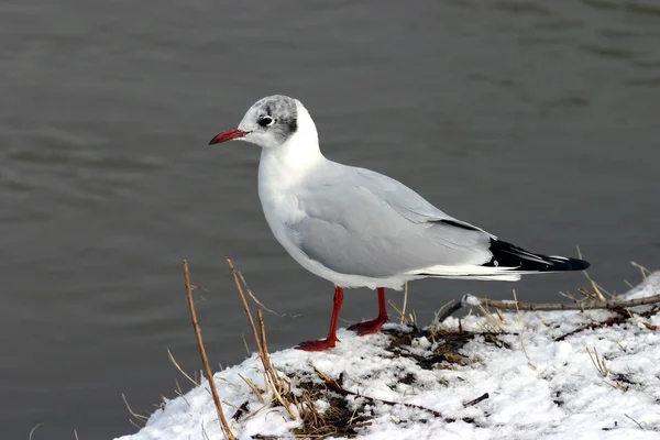 Schilderachtig Uitzicht Mooie Schattige Meeuw Vogel — Stockfoto