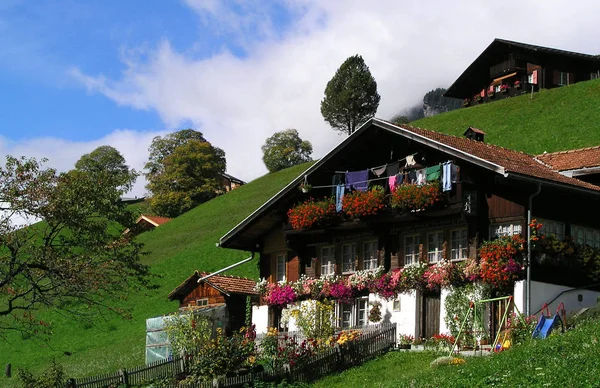 Bloem Klein Huis Grindelwald — Stockfoto