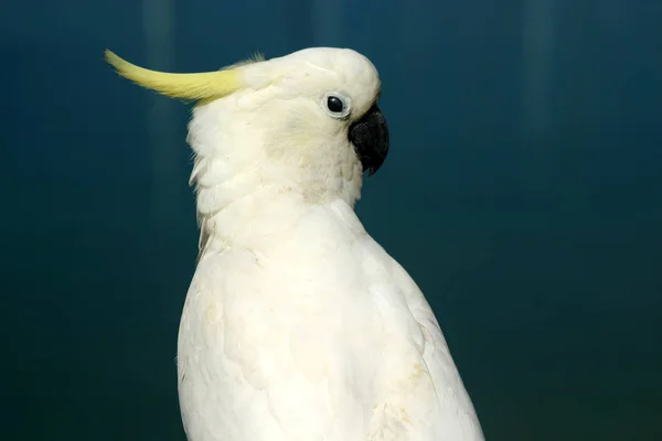 Vacker Utsikt Över Vackra Kakadu Fågel — Stockfoto