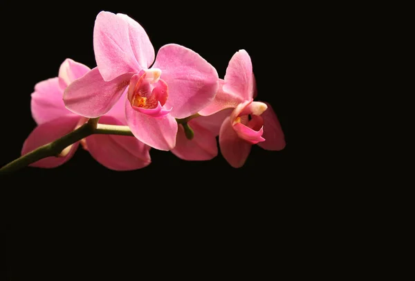Güzel Orkide Çiçekleri Çiçek Yaprakları — Stok fotoğraf