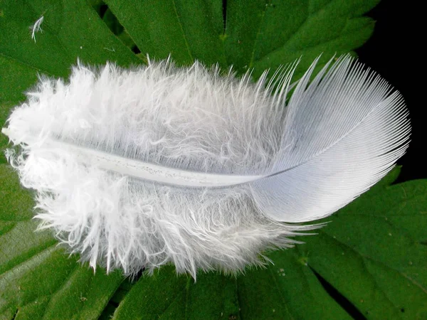 Light Feather —  Fotos de Stock