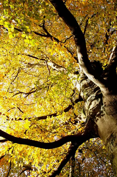 Ein Herbstbild Ist Schon Ein Paar Monate Alt — Stockfoto