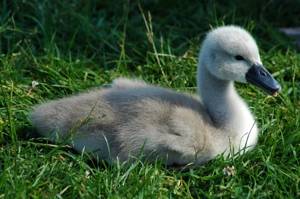 Vista Cênica Cisnes Majestosos Natureza — Fotografia de Stock