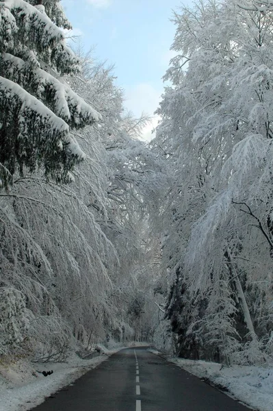 Bela Paisagem Inverno Nevado — Fotografia de Stock