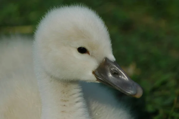 Scenic View Majestic Swans Nature — Stock Photo, Image