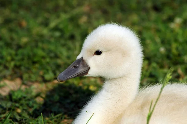 Vista Cênica Cisnes Majestosos Natureza — Fotografia de Stock