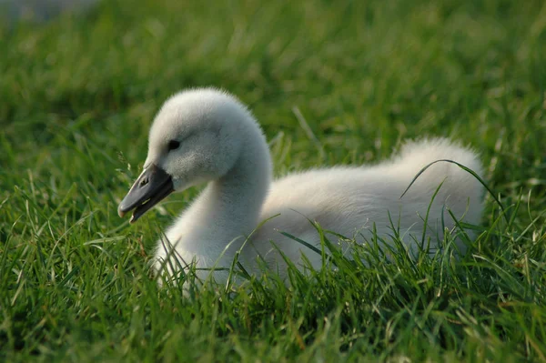 Schilderachtig Uitzicht Majestueuze Zwanen Natuur — Stockfoto