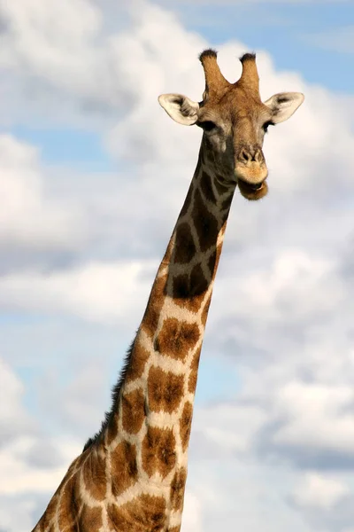 Высокое Коричневое Животное Жирафа Флора Фауна Природе — стоковое фото