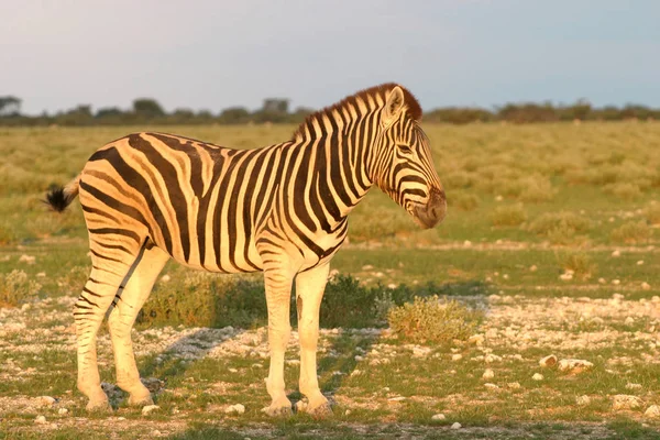 Africké Černobílé Zebry Zvíře — Stock fotografie