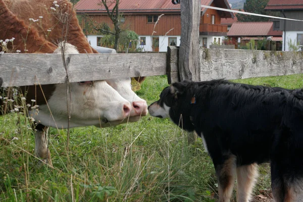 Vacas Granja — Foto de Stock