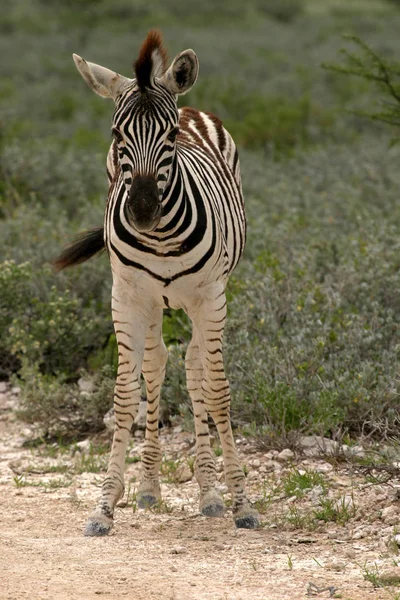 Zebra Africana Animale Bianco Nero — Foto Stock