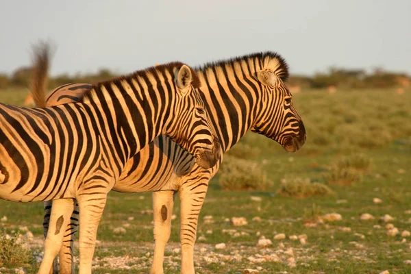 Preto Branco Zebras Animais — Fotografia de Stock