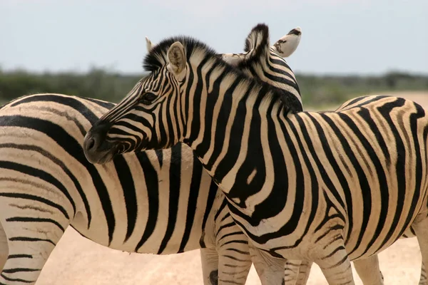 Preto Branco Zebras Animais — Fotografia de Stock