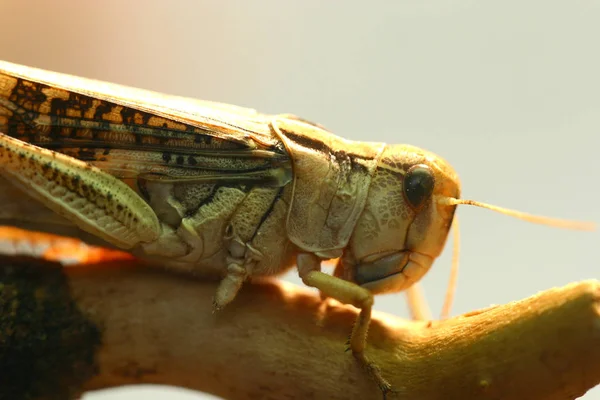 昆虫在自然界中的特写镜头 — 图库照片