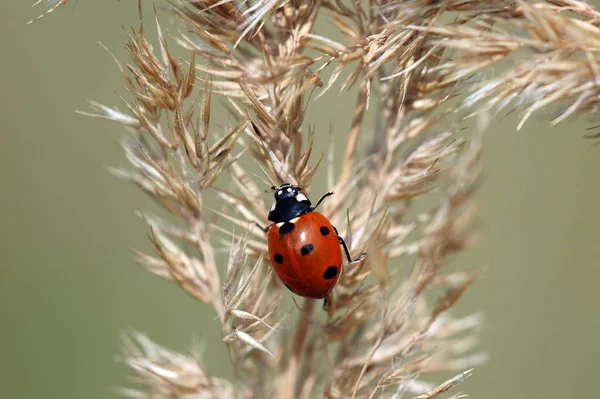 Closeup View Little Ladybird Insect — Stock Photo, Image