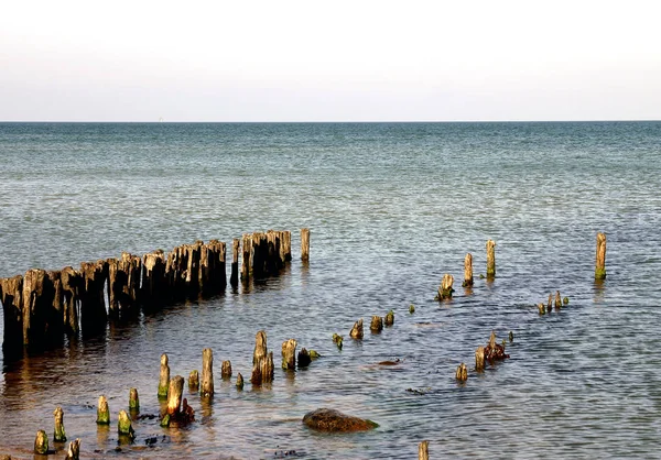 Moos Der Ostsee — Stockfoto