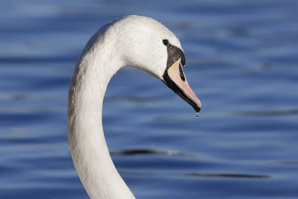 Schilderachtig Uitzicht Prachtige Vogel Natuur — Stockfoto