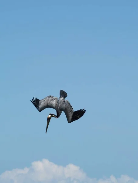 Pelican Bird Long Beak — Stock Photo, Image