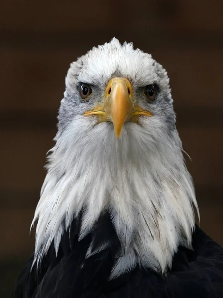 Vacker Utsikt Över Majestätisk Skallig Örn Vild Natur — Stockfoto