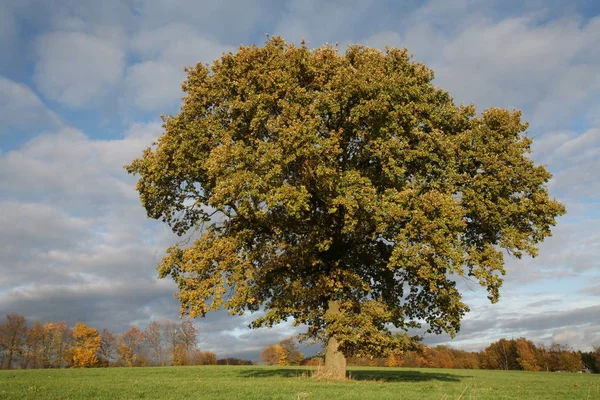 Single Spanish Oak Years Mark — Foto de Stock