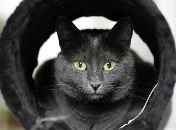 Retrato Gato Bonito — Fotografia de Stock