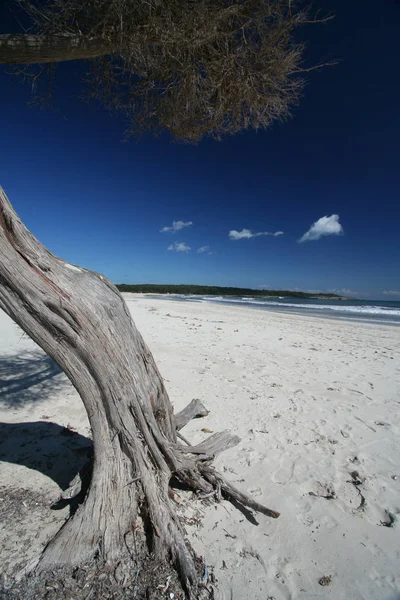 Дерево Пляже — стоковое фото