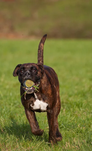 Bokser Haasten Met Bal — Stockfoto