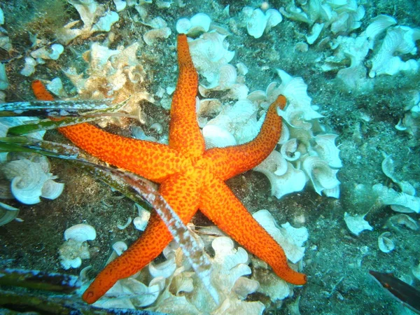 Bintang Laut Makhluk Air — Stok Foto