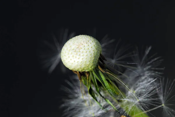 Detailní Pohled Přírodní Pampeliška Květiny — Stock fotografie