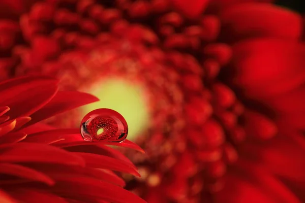 Bloemen Flora Plantkunde — Stockfoto