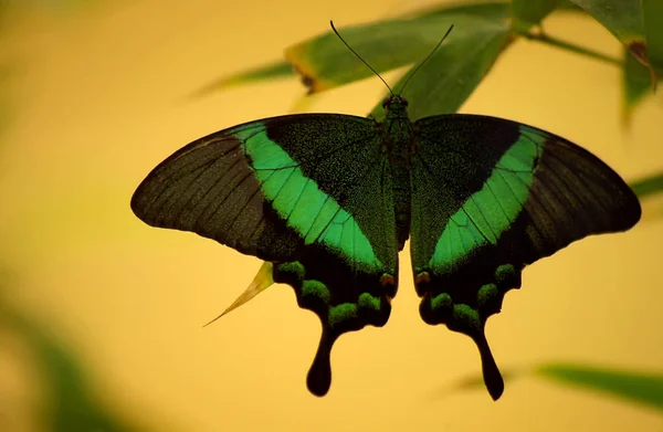 Papilio Buddha Malabar Banded Peacock Very Impressive Butterflies Indo Australis — Stock Photo, Image
